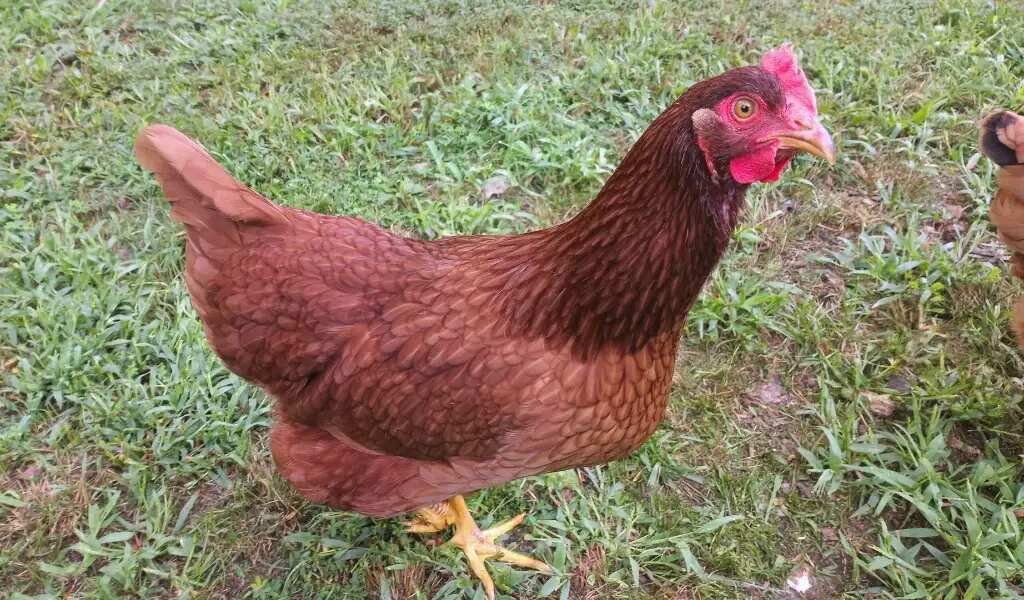 Rhode Island Red