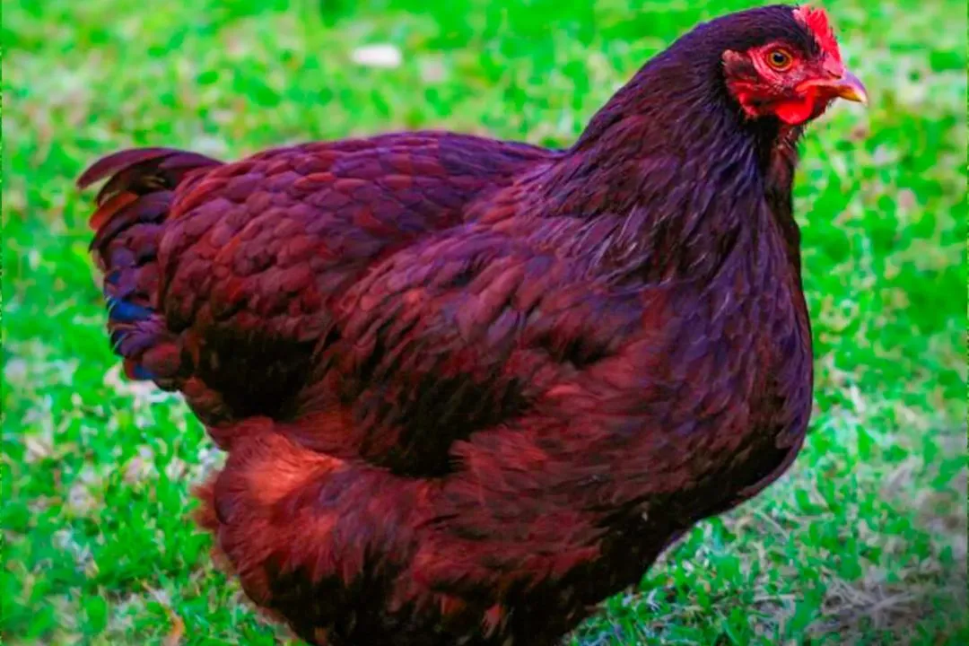 Rhode Island Red