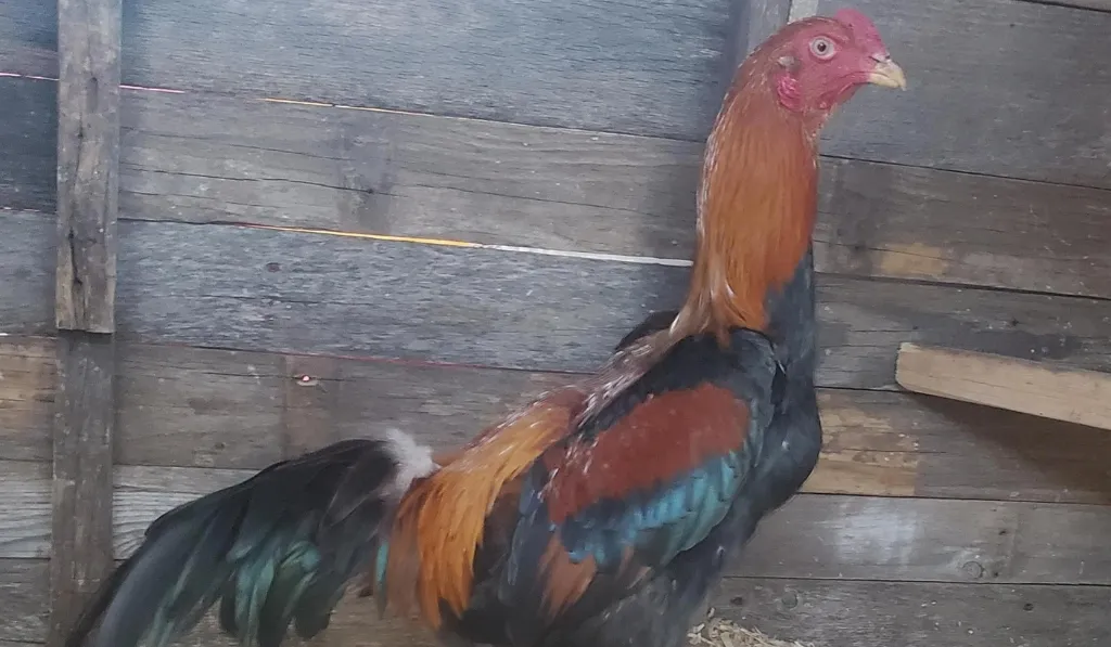 Shamo Chicken Breed