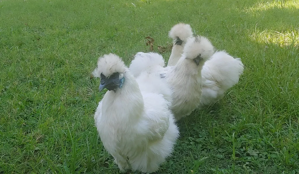 Silkie Chicken Breed