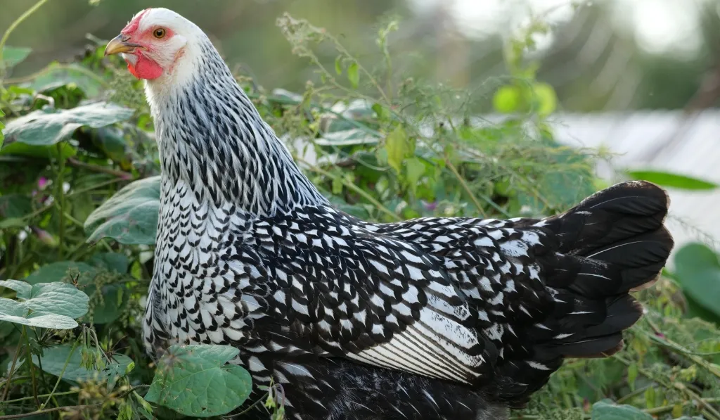 Silver Laced Wyandotte Chicken Breed
