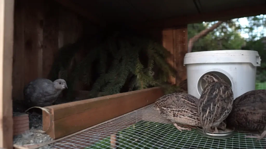 Step-by-step Guide for Building Your First Quail Coop