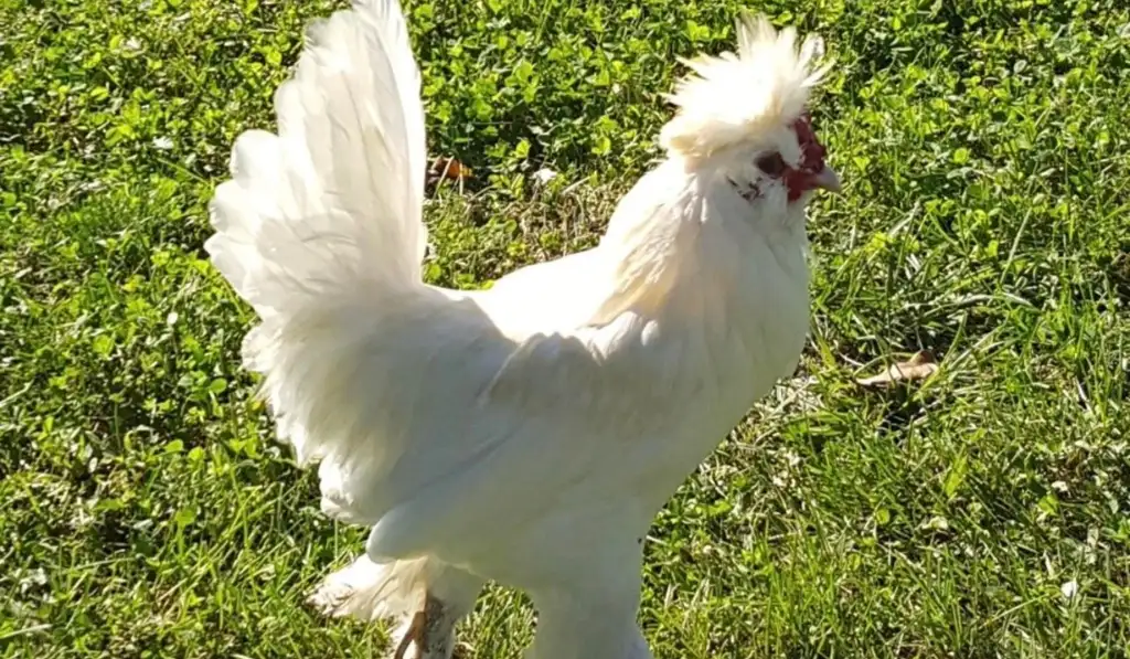 Sultan Chicken Breed