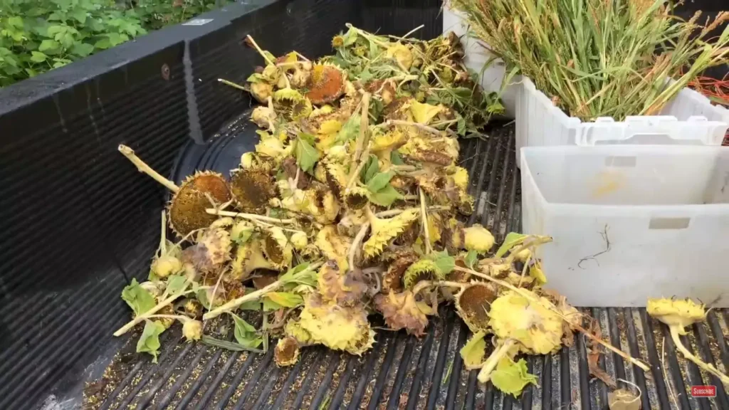Sunflower seed for chickens