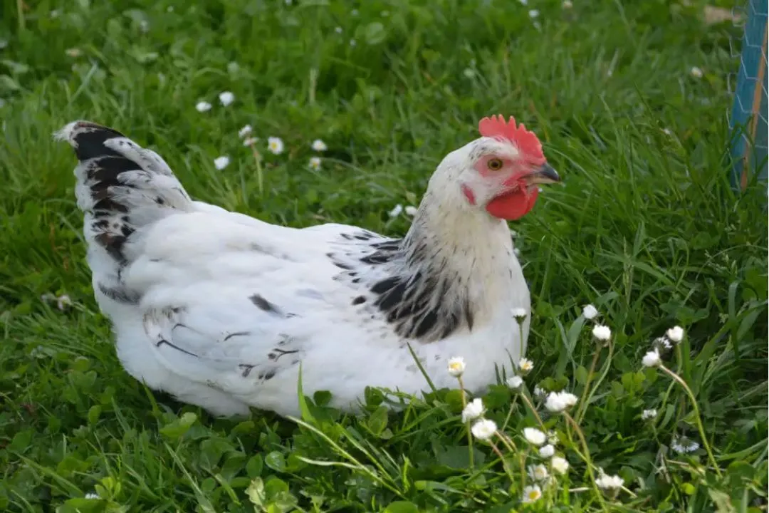 Sussex Chicken