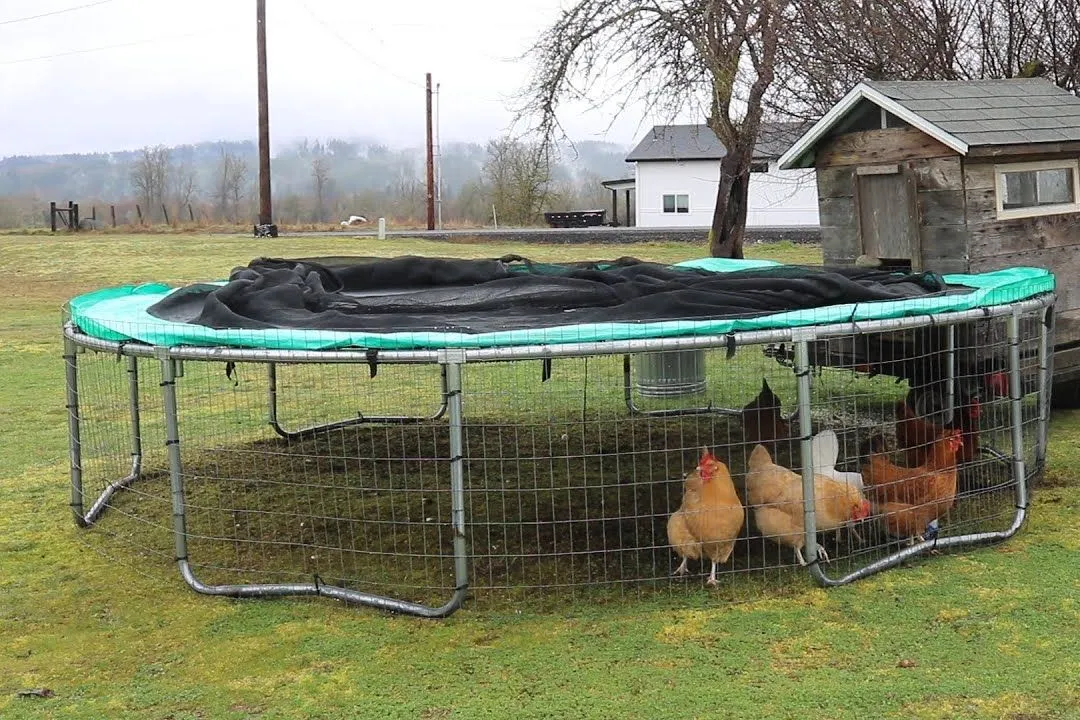 Trampoline Coop