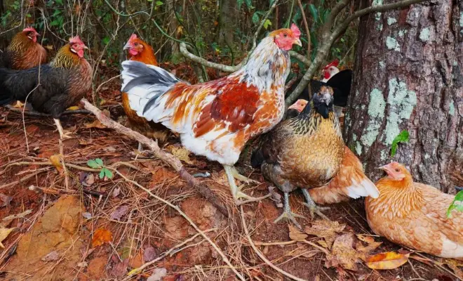 The 9 WORST Chicken Breeds for Beginners (Avoid These at All Costs!)