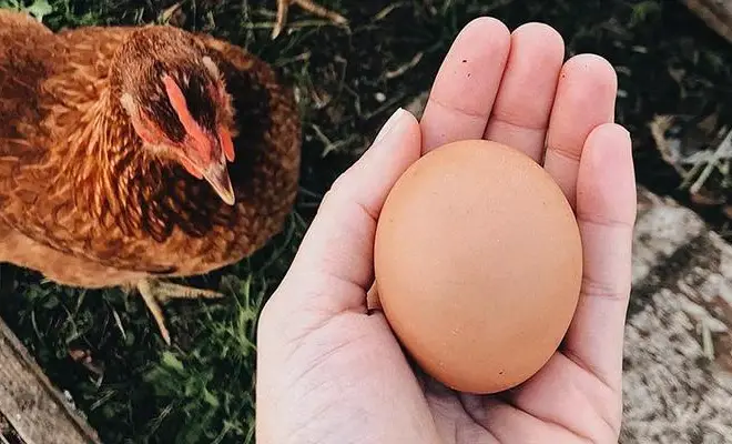 Ways To Make Your Chickens Lay More Eggs