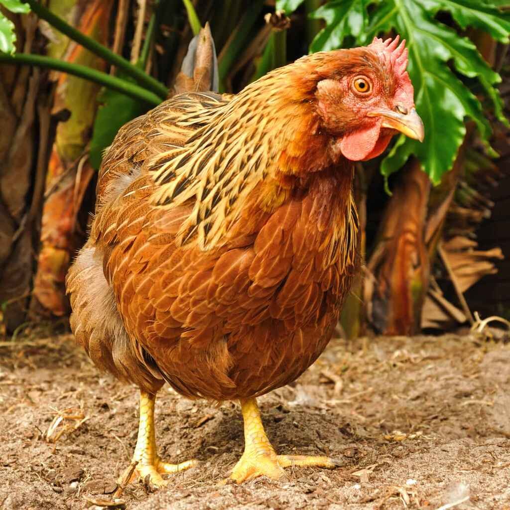 Welsummer Chicken