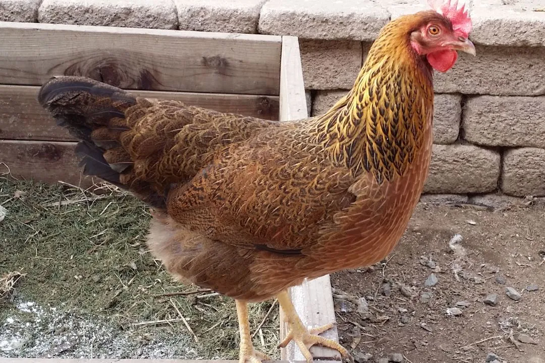 Welsummer Chicken