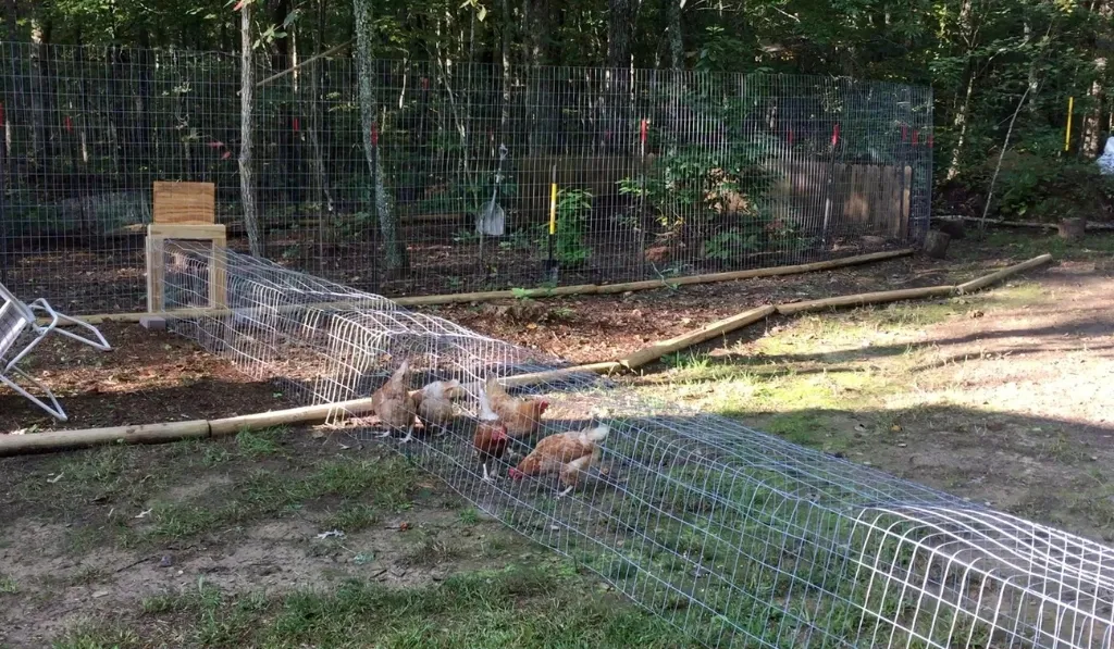 What Are The Benefits of A Chicken Tunnel