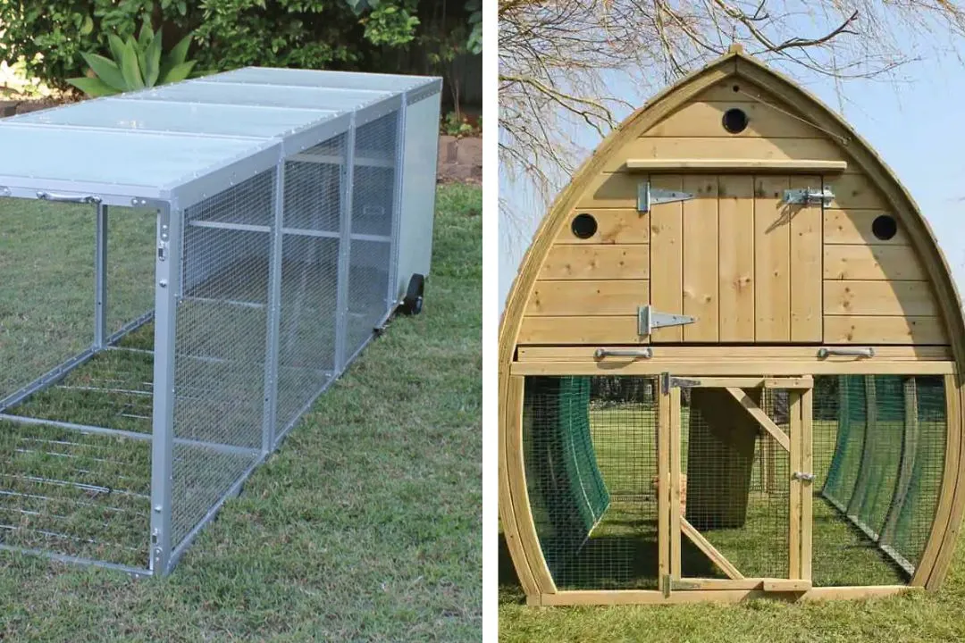 Chicken Tractors vs Coops