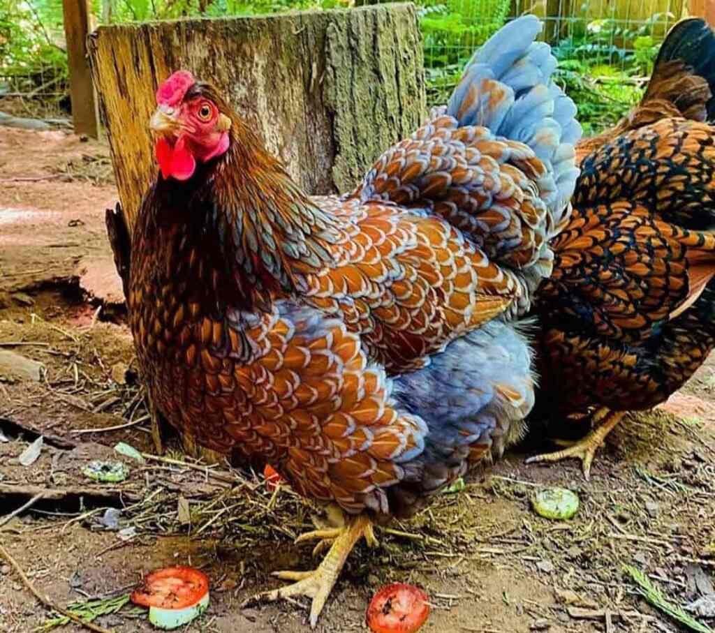 Wyandotte Chicken
