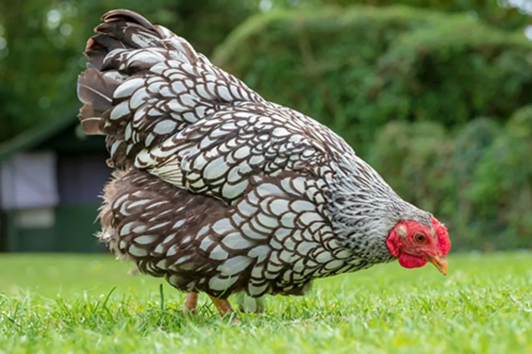 Wyandotte Chicken
