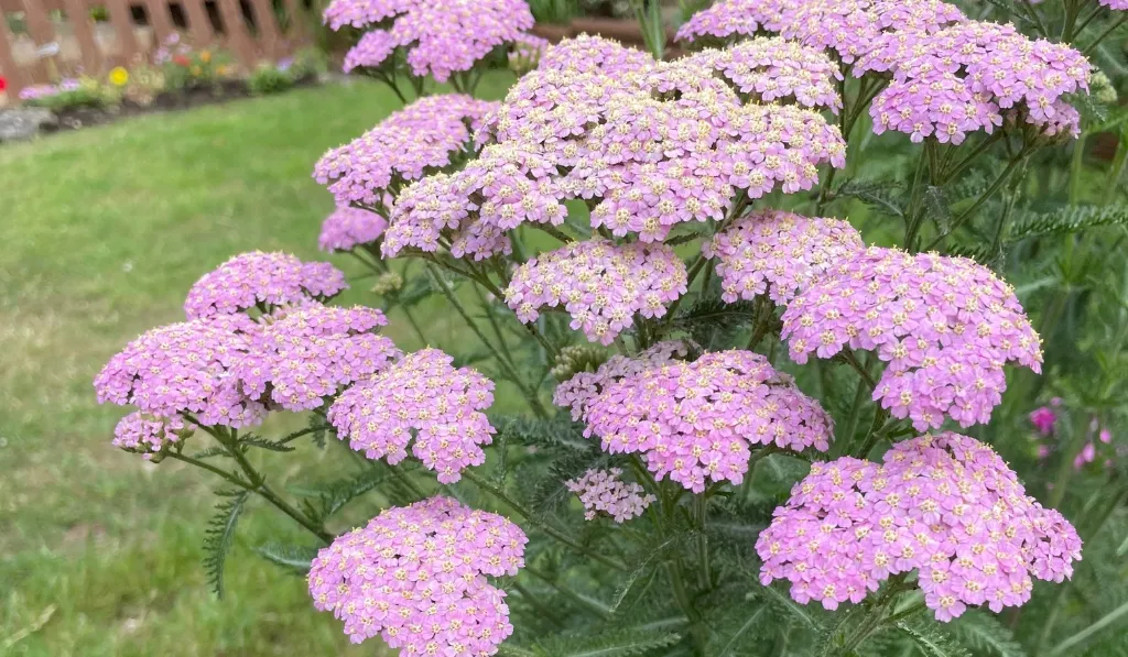 Yarrow