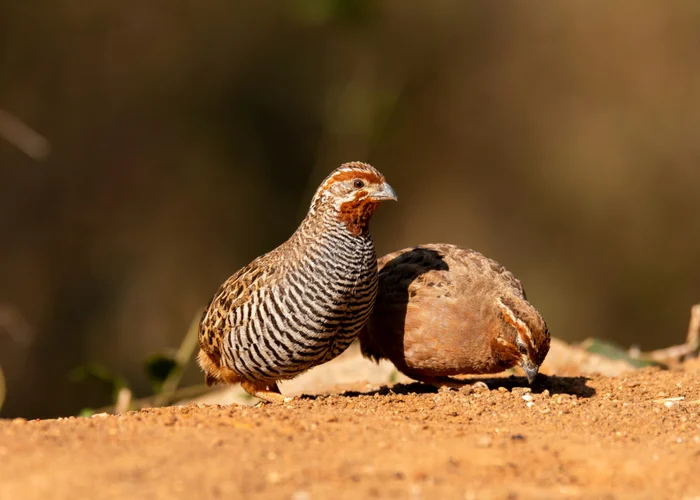 nice quail