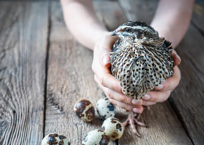 Wh at to Feed Laying Quail? Commercial and Supplement Feed Are Required Must!