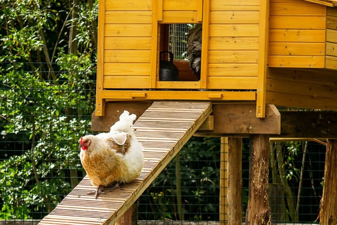 Chicken Ladder
