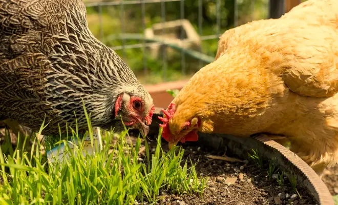 Chickens Treat Alternatives of Layer Feed