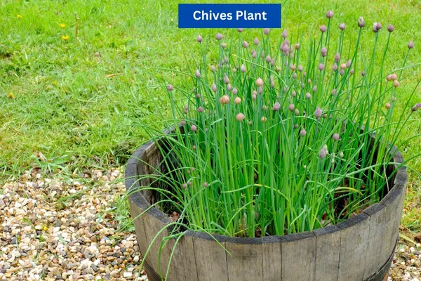 Chives Plant