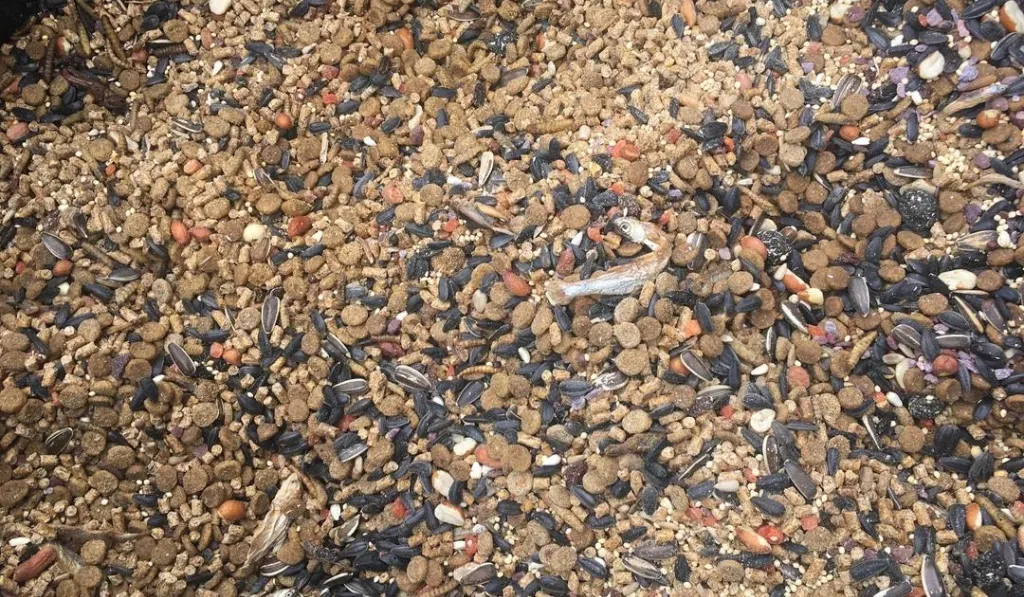 Commercial Chicken Feed