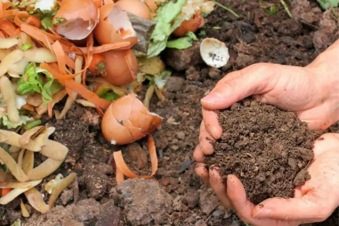 Composting Allies