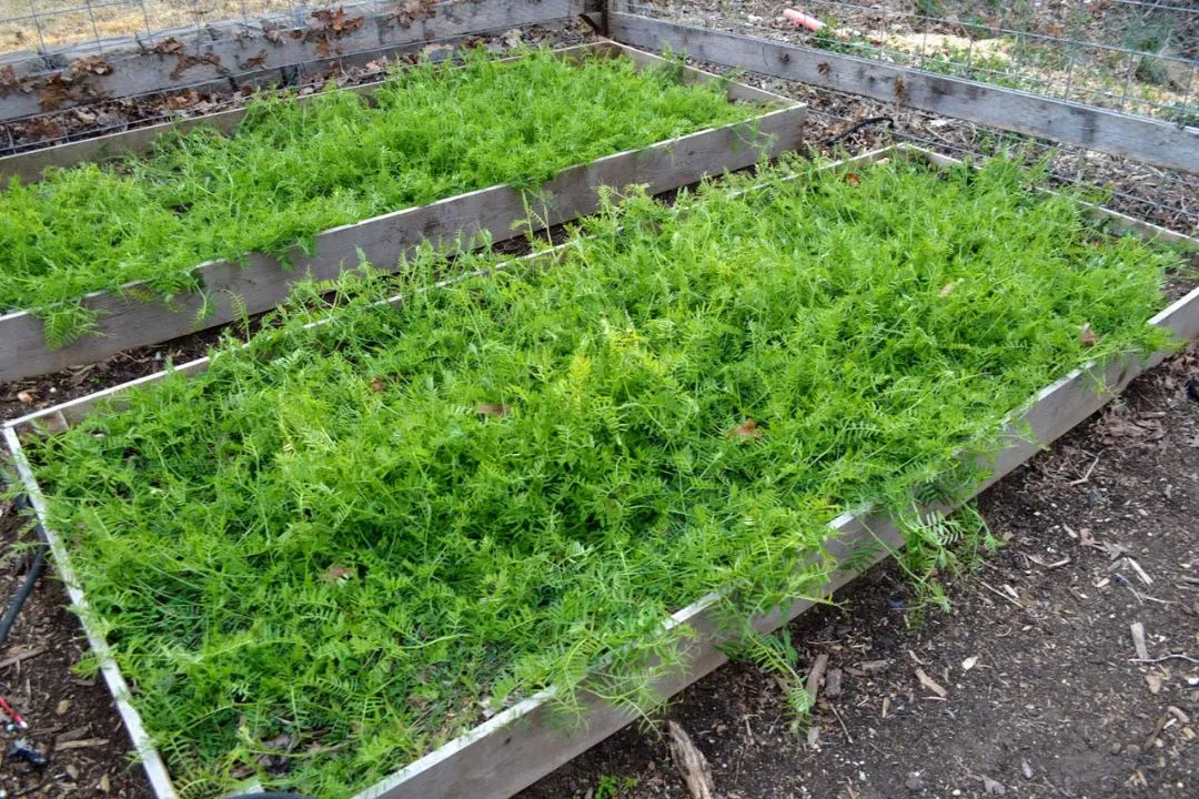 Cover Crop Management