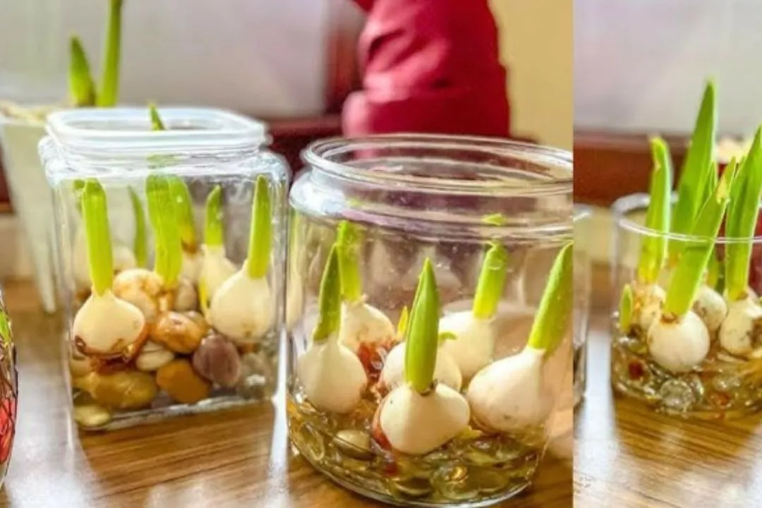 Garlic-Infused Water