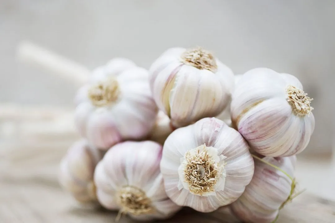 Garlic