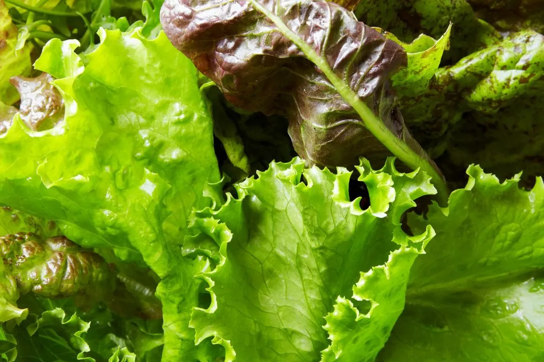 Lettuce