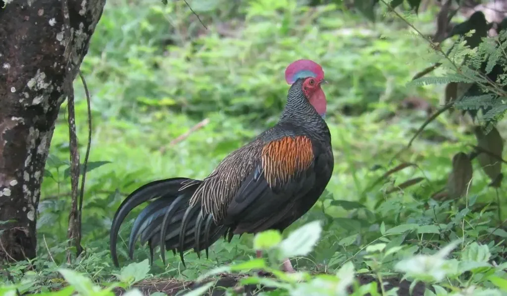 Natural Diet in the Wild
