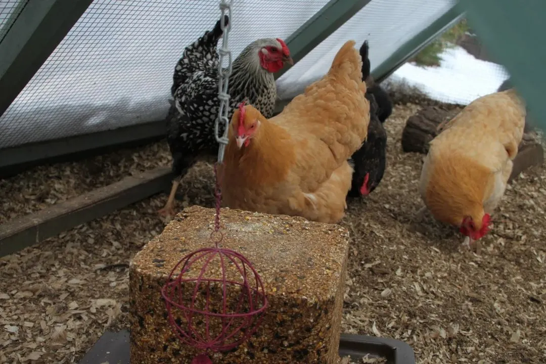 Pecking Blocks