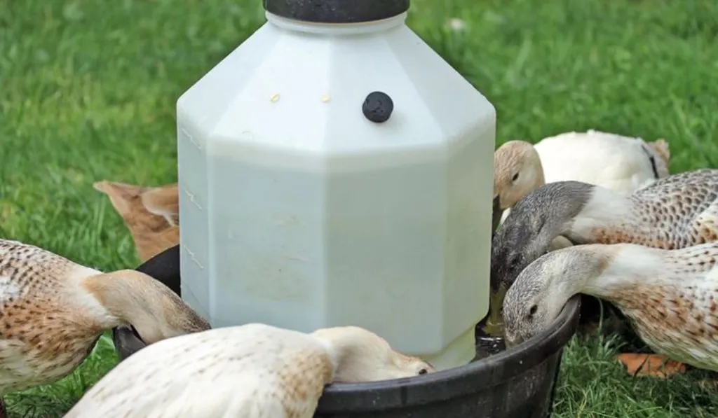 Simple Pan Feeding