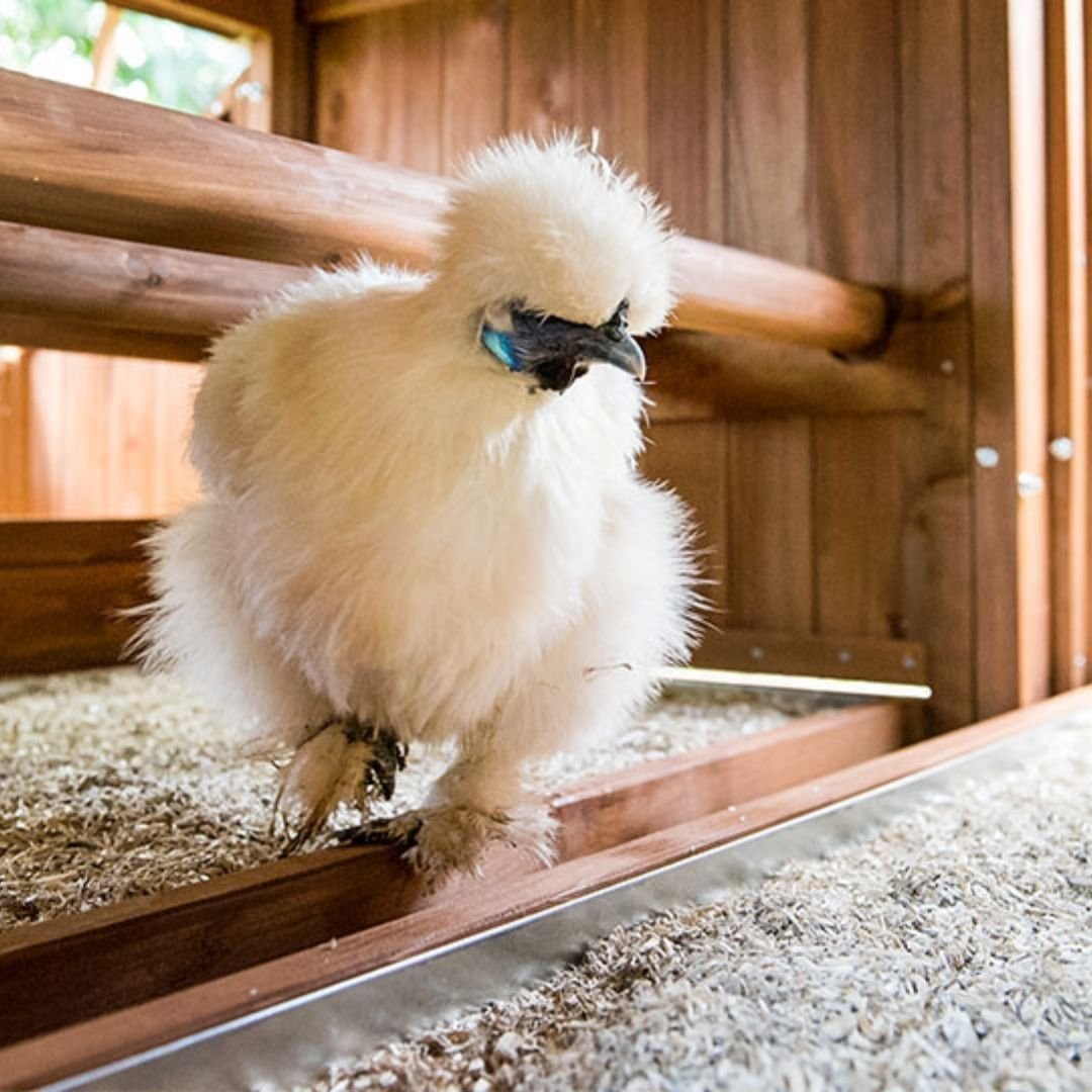 Bale Spears Chicken Coop Toys