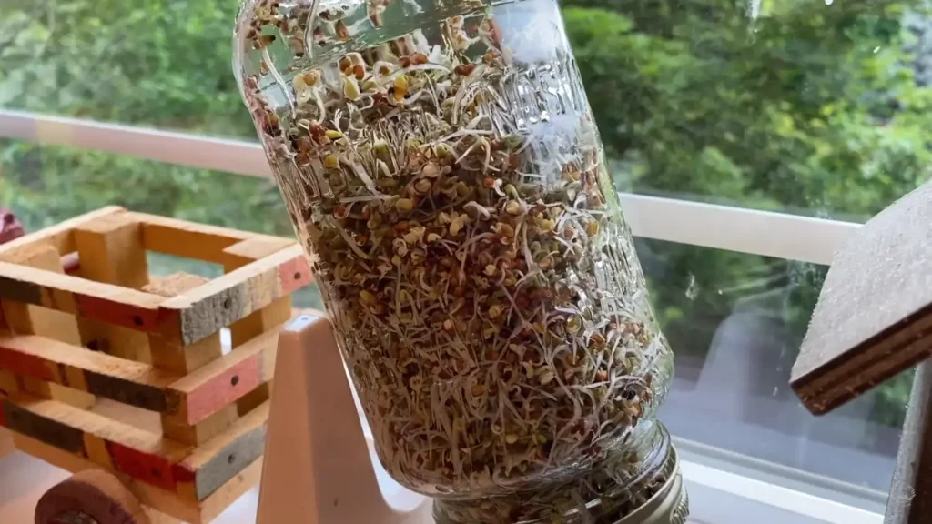 Sprout seeds for chickens