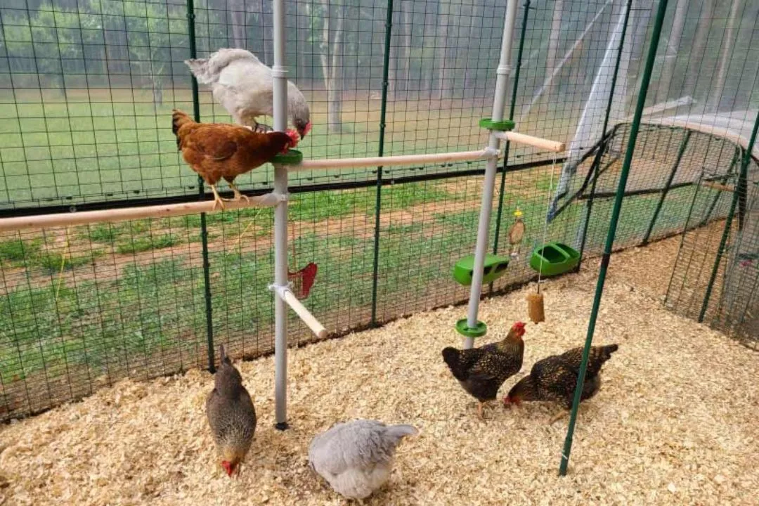 Swinging Perch