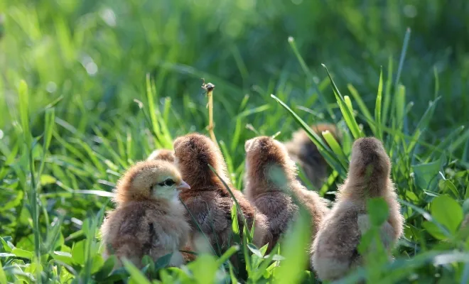 When Can Chicks Go Outside? At Least After 3 to 4 Weeks!