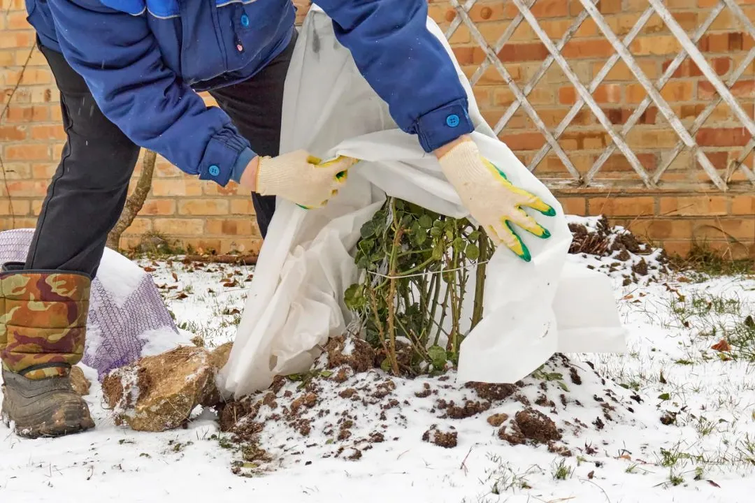 Winter Protection