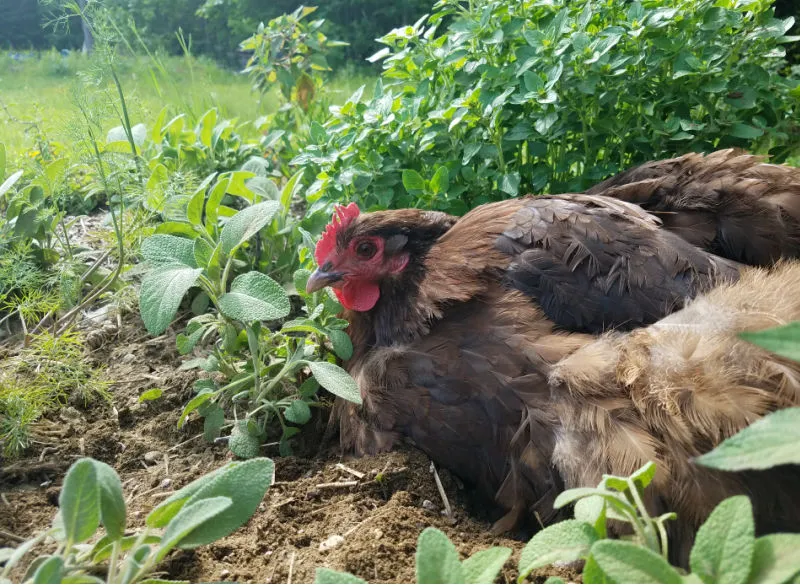 build-a-raised-bed-herb-garden-dust-bath