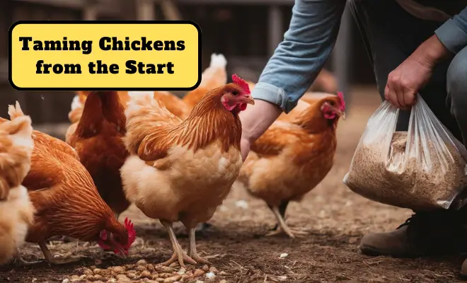 Tame Your Flock in 10 Easy Steps (Even Beginners Can Do!)