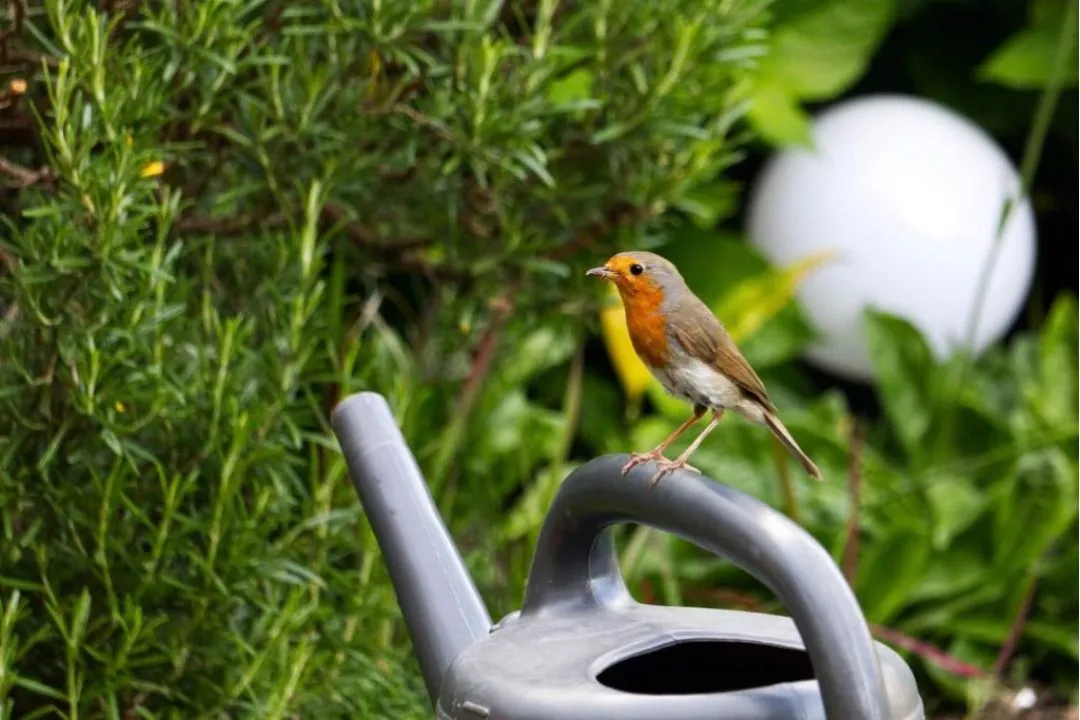 Are Birds a Problem