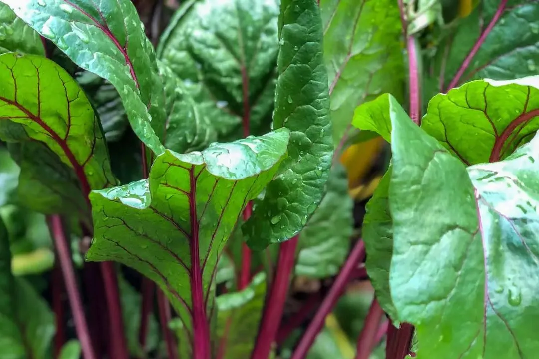 Chard