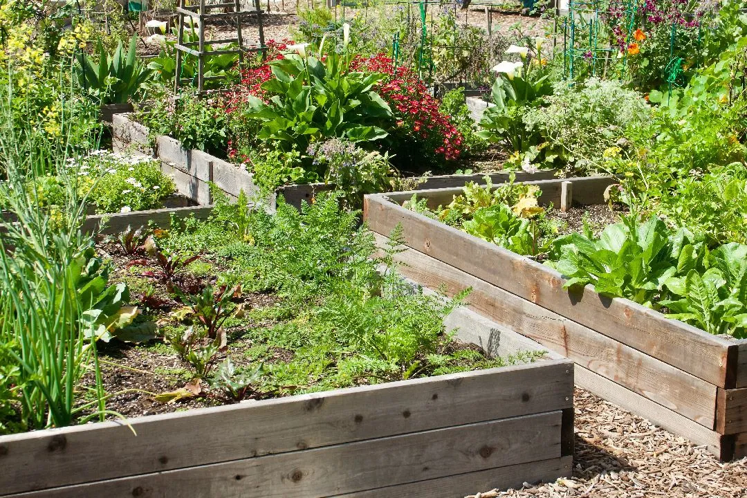 Choose the Right Location for Organic Garden