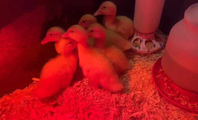 Do Ducks Need A Heat Lamp? 7 Heat Lamp Setup Tips