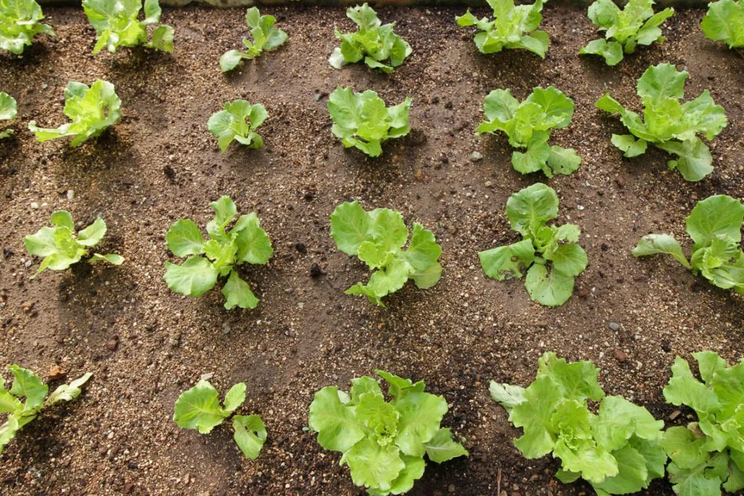 Don’t Ignore Plant Spacing