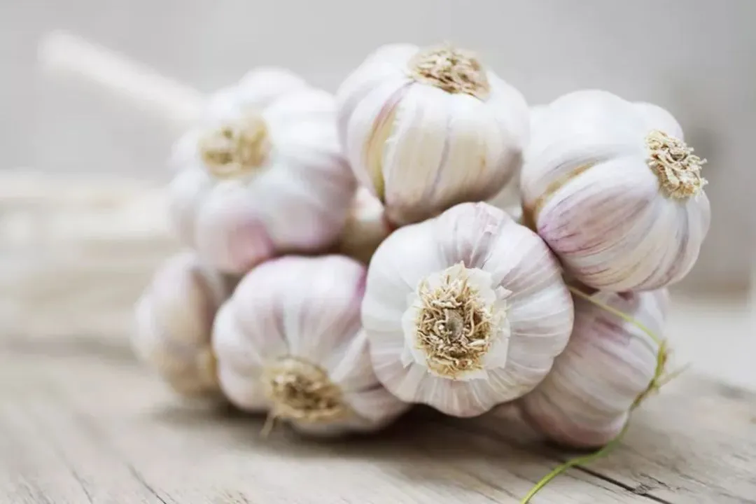 Garlic