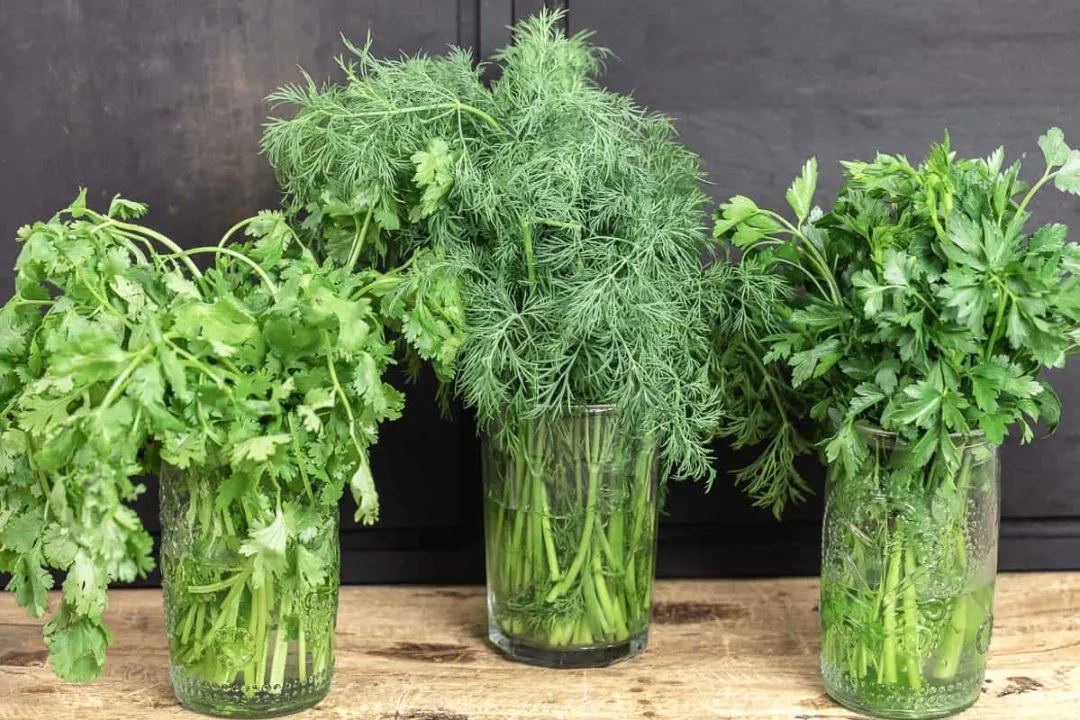 Herbs (Basil, Parsley, etc.)
