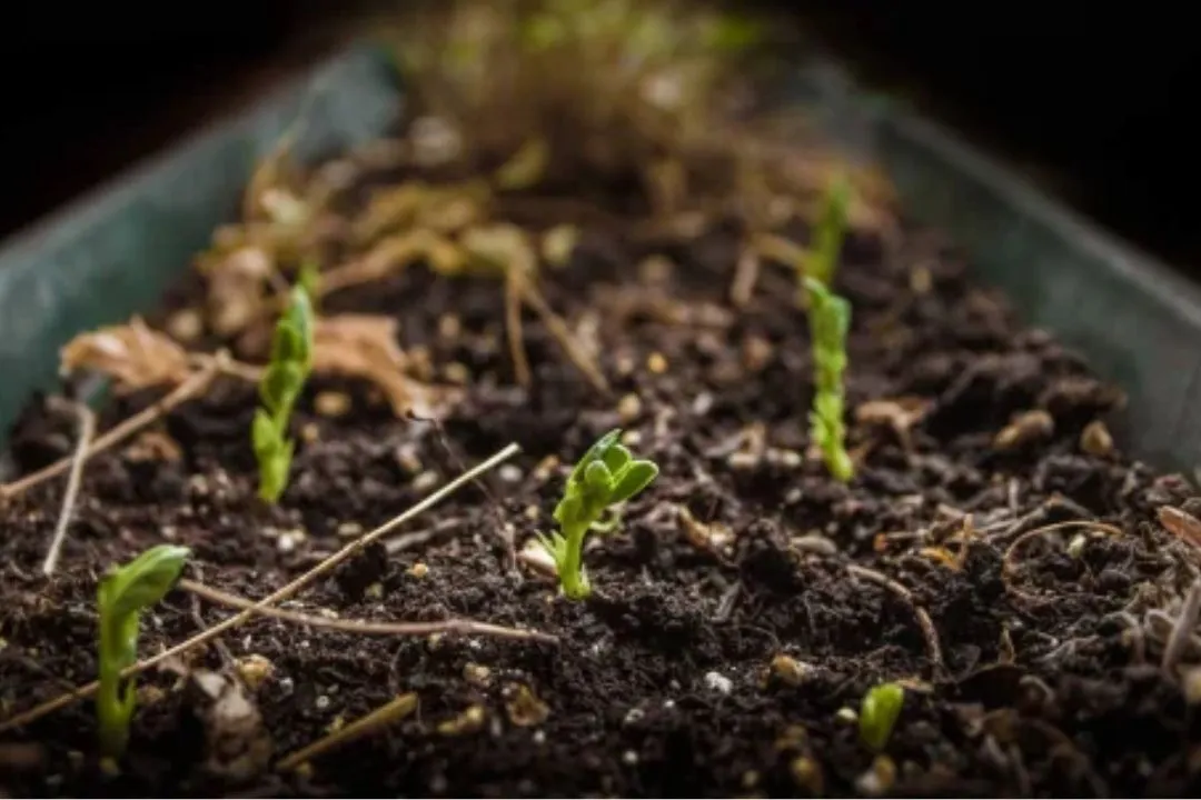 Old Seeds aren’t Ideal