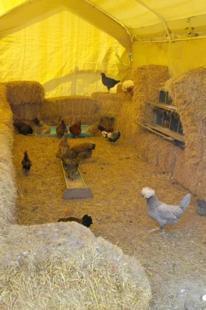 Pop-up Tent Coop