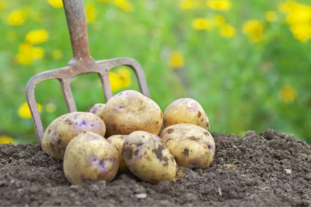 Potatoes